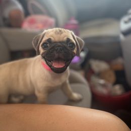 Pug Puppies from 901 Pugs