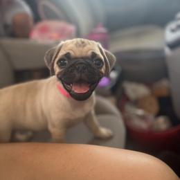 Pug Puppies from 901 Pugs