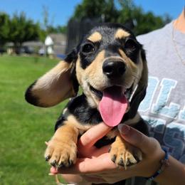 Ross 1800 - Black and cream male Dachshund puppy in Lexington, Oklahoma from Long Doggy Acres Miniature Dachshunds