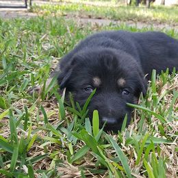 German Shepherd Puppies from Grendelhaus Shepherds