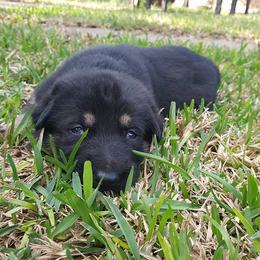 German Shepherd Puppies from Grendelhaus Shepherds