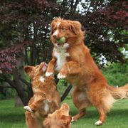 Nova Scotia Duck Tolling Retriever All Grown Up from Dtails Tollers