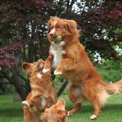 Nova Scotia Duck Tolling Retriever All Grown Up from Dtails Tollers
