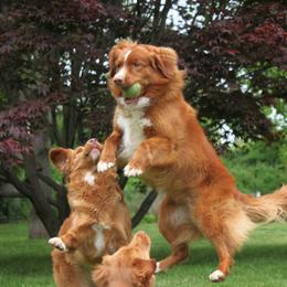 Nova Scotia Duck Tolling Retriever All Grown Up from Dtails Tollers