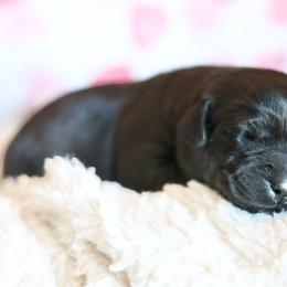 Male two - Black male Labrador Retriever puppy in Williamston, Sc, South Carolina from Dutton Dog Co & Dalla Grazia Doberman