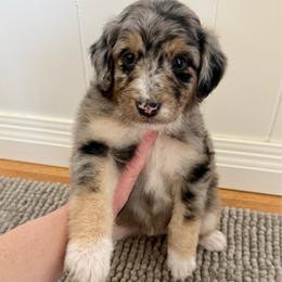 Nilla - Blue merle female Aussiedoodle puppy in Heber City, Utah from Junipersdoodles