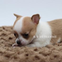 Delilah - Sable spotted white female Chihuahua puppy in Tulsa, Oklahoma from H-3 Chihuahuas