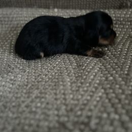 Girl 2 - Dachshund puppy in Perris, California from Doxie_pupps