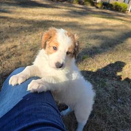 Bucky - Saddleback sable male Border Collie puppy in Piedmont, South Carolina from Soaring Borders Border Collies