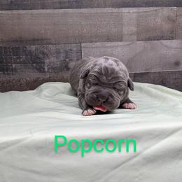Cane Corso Puppies from Smokehouse Cane Corso