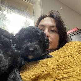 Assorted Doodle Crosses Puppies from Simply Newfiepoo