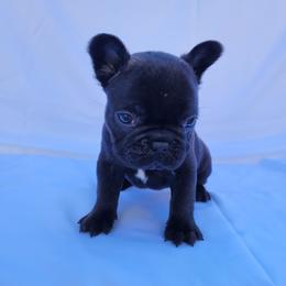 Roxy (Girl 5) - Black female French Bulldog puppy in Neosho, Missouri from Norris Frenchies