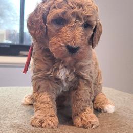 Charlie Videos 25-35 pounds - Red  male Poodle puppy in Orland, California from Elliott's Elite Puppies