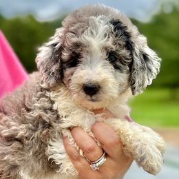 River - Blue merle male Aussiedoodle puppy in Eastman, Georgia from Dood B Ranch