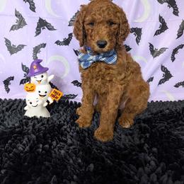 George - Red  male Goldendoodle puppy in Yale, Michigan from Angie's Goldendoodles/Angies doodles LLC