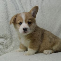 American Corgi and Pembroke Welsh Corgi Puppies from Wildlings & Wild Things Homestead