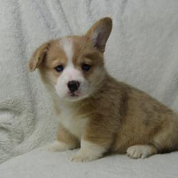 American Corgi and Pembroke Welsh Corgi Puppies from Wildlings & Wild Things Homestead