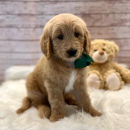 Bougainvillea Bo - Cream male Goldendoodle puppy in The Woodlands, Texas from Gracie's Goldendoodles and Bernedoodles