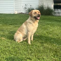 Labrador Retrievers from Westwind Labradors