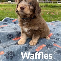 Waffles - Sable male Aussiedoodle puppy in Ellenburg Center, New York from Kristin's Puppies