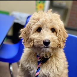 Tala - Bernedoodle