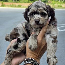 Spring - Merle male Cockapoo puppy in Cleveland, Georgia from Jam's Doodles And Poodles