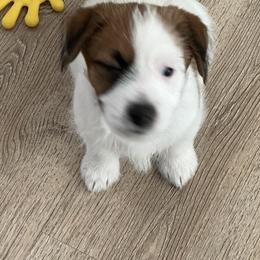 Russell Terrier puppies from Cherie's Russell Terriers