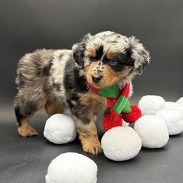 Levi - Blue merle male Miniature Australian Shepherd puppy in Covington, Pennsylvania from Rigas Mini Aussies LLC