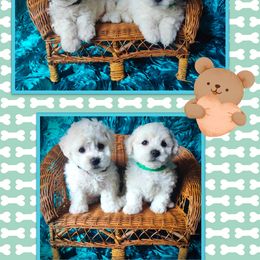 Bichon Frise Puppies from The Blessed Bichons
