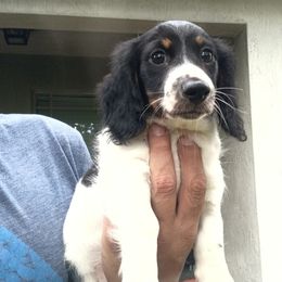 Dachshund Puppies from Miami piebald Dapple Dachshunds