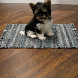 Boy 3(1700) - Black tan and white male Biewer Terrier puppy in Douglas, Georgia from Southern Georgia Yorkies and biewers