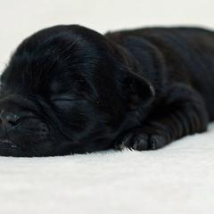 Affenpinscher Puppies from Fire Mountain Affenpinschers