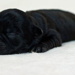 Affenpinscher Puppies from Fire Mountain Affenpinschers
