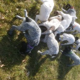 German Shorthaired Pointer Puppies from Magnolia Farm and Kennel