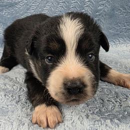 B-2 - Black tri male Miniature Australian Shepherd puppy in Citra, Florida from Southpaw Herders LLC