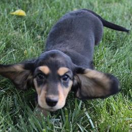 Boy 2 - Black and cream female Dachshund puppy in Craig, Colorado from Rocky Mountain Shih Tzus and Dry Creek Miniature Dachshunds