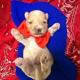 Boy 2 - Cream male Maltipoo puppy in Cottondale, Florida from Pat’s precious puppies