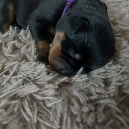 Girl 1 - Black and mahogany female Rottweiler puppy in Crivitz, Wisconsin from Khaotic Rottweilers