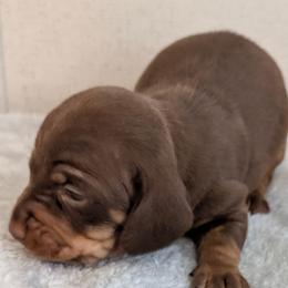 Teddy - Chocolate and tan male Dachshund puppy in Marshall, Texas from Wilson's Kennels