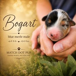 Bogart - The Gentleman - Blue merle male Australian Shepherd puppy in Pittsville, Wisconsin from Match Dot Pup