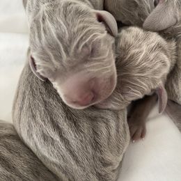 Boy 3 - Silver gray male Weimaraner puppy in Carter, Montana from PM Weimaraners