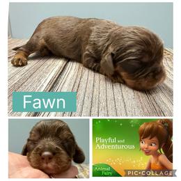 Fawn - Chocolate female Cavalier King Charles Spaniel puppy in Spring Hill, Florida from Wonderland Cavaliers