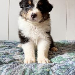Uno - Black tri-color male Australian Shepherd puppy in Kearney, Nebraska from Helix Aussies