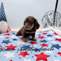 Minnie - Chocolate and tan female Dachshund puppy in Prairieville, Louisiana from Southern Barron Danes & Dachshunds