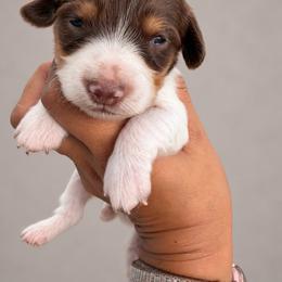 Zuko - Piebald male Dachshund puppy in Jarales, New Mexico from Poker Paws Dachshunds