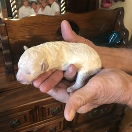 Poodle Puppies from Jm’s Precious Poodles