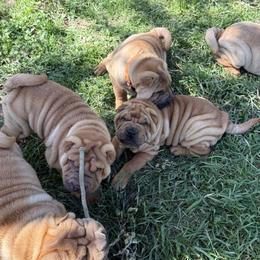 Girl 2 - Red fawn female Chinese Shar-Pei puppy in Fairfield, Texas from Majesty SharPei