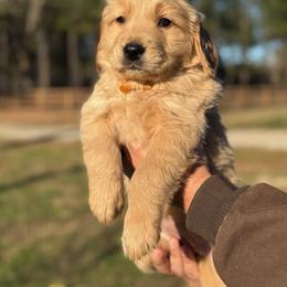 Yellow Girl - Golden female Golden Retriever puppy in Albany, Georgia from Sassafras Goldens