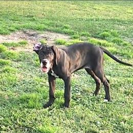 Eileen - Mantle female Great Dane puppy in Walker, Louisiana from La Rebel Danes