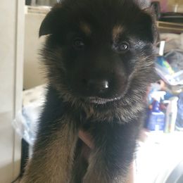 Boy 2 - German Shepherd puppy in Freedom, New York from Hillside Shepards